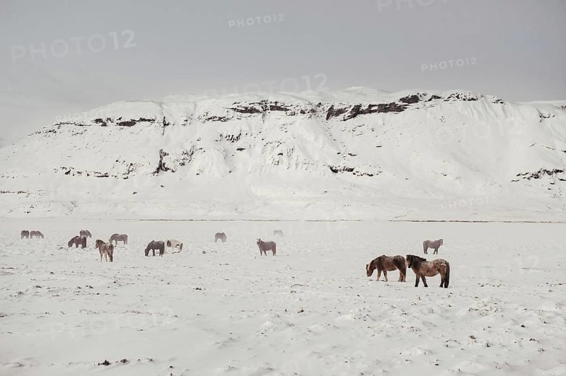 Horses in southern iceland, Icelandhorses, Golden Circle, Mountains, Snow, Rocks, Iceland* Horses in southern iceland, Icelandhorses, Golden Circle, Mountains, Snow, Rocks, Iceland