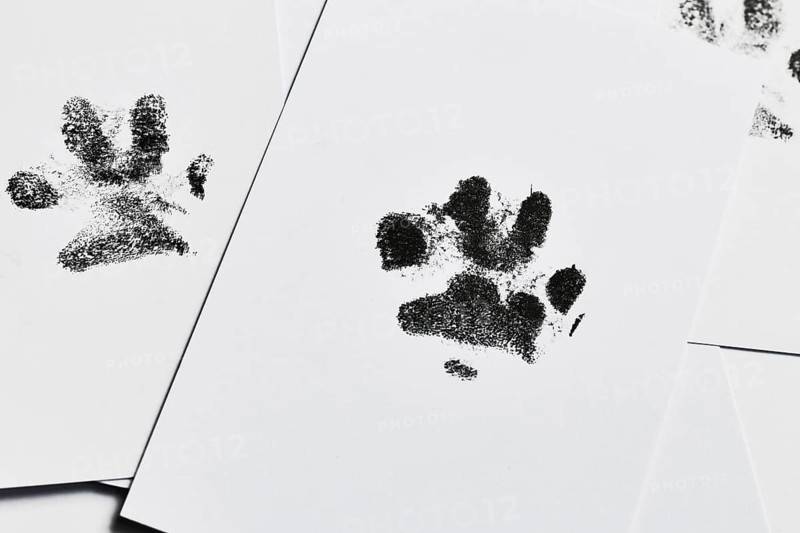 Dog paw prints on white paper. Close up pet keepsake as memory of beloved dog