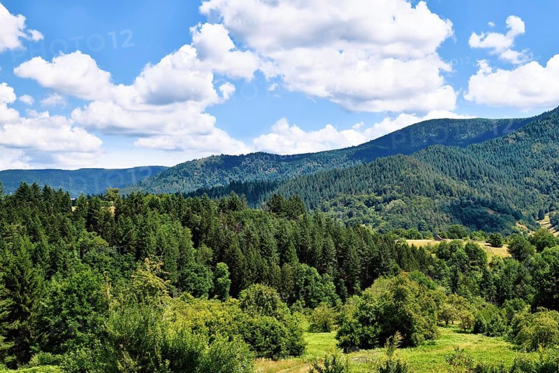Forest-covered hills in Forbach, Germany. Scenic landscape of the Black Forest region in summer