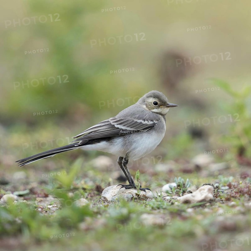 Young bird... White wagtail (Motacilla alba) in typical habitat, on a ruderal area, dry fallow land, wildlife, native nature, North Rhine-Westphalia, Rhineland, Germany, Western Europe