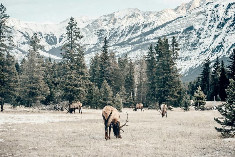 Wildlife on a winter road trip on the Icefields Parkway with lots of snow and ice, Banff National Park, Jasper National Park, Alberta, Canada