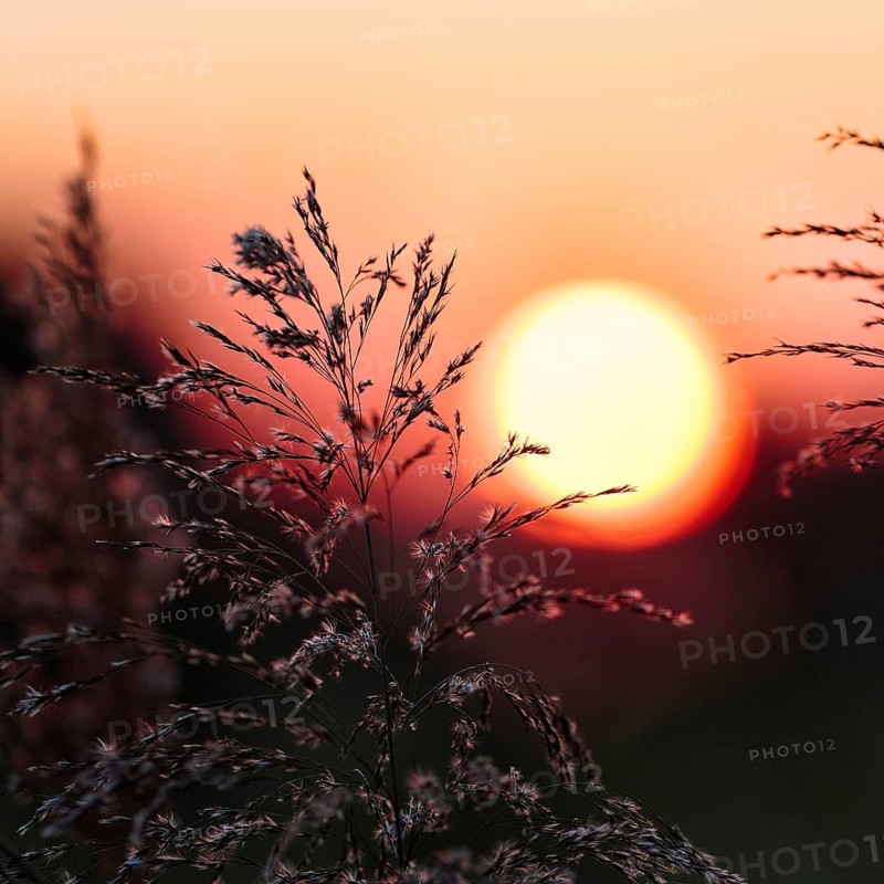 Reed (Phragmites australis), flower panicles in a marshy area, sunset, Saintes-Maries-de-la-Mer, Camargue Regional nature park Park, France