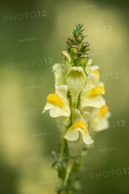 Common toadflax (Linaria vulgaris), Emsland, Lower Saxony, Germany