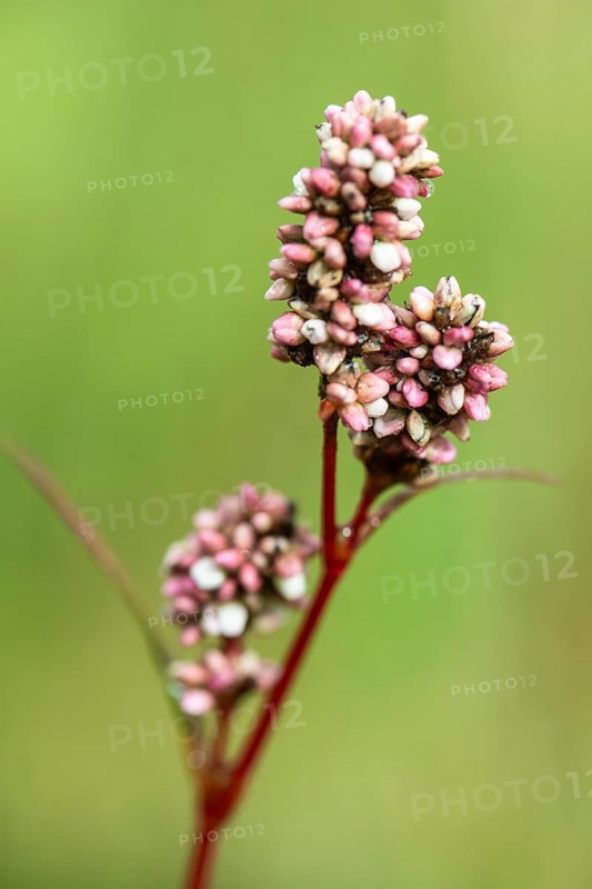 Flea knotweed (Persicaria maculosa), Emsland, Lower Saxony, Germany