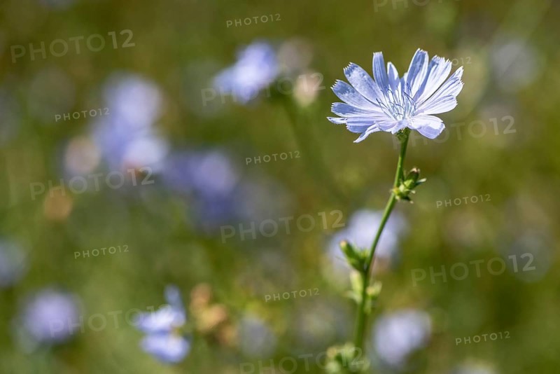 Chicory (Cichorium intybus), Lower Saxony, Germany