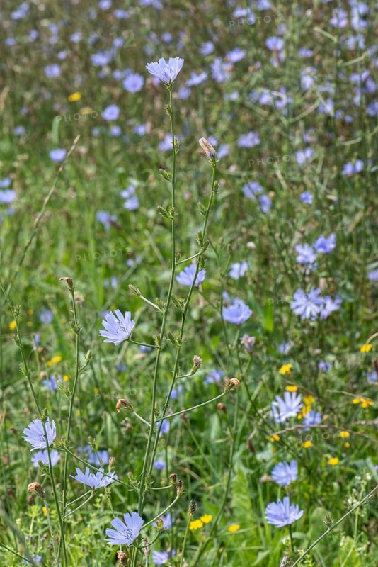 Chicory (Cichorium intybus), Lower Saxony, Germany