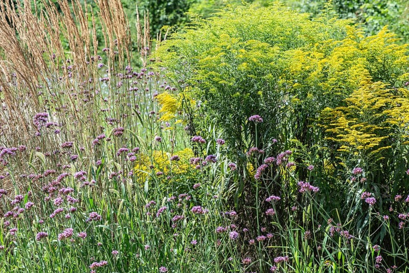 Flower bed with Solidago canadensis (Solidago canadensis), Purpletop vervain (Verbena bonariensis) and garden riding grass (Calamagrostis x acutiflora), Lower Saxony, Germany