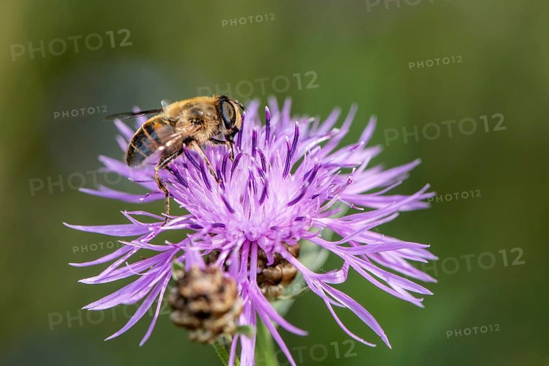 Tapered Dronefly (Eristalis pertinax) in a meadow knapweed (Centaurea jacea), Lower Saxony, Germany