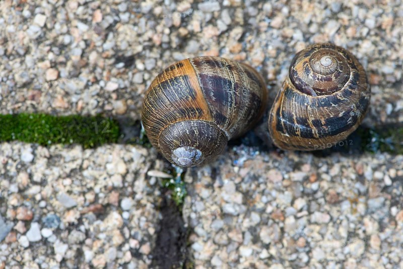 Cornu aspersum (Cornu aspersum), Lower Saxony, Germany