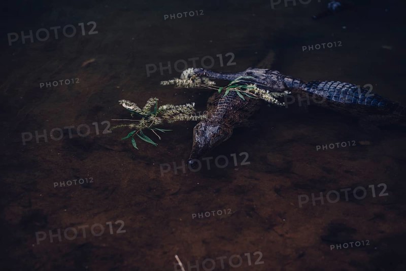 Special light atmosphere with crocodile in the outback in Windjana Gorge National Park in Australia