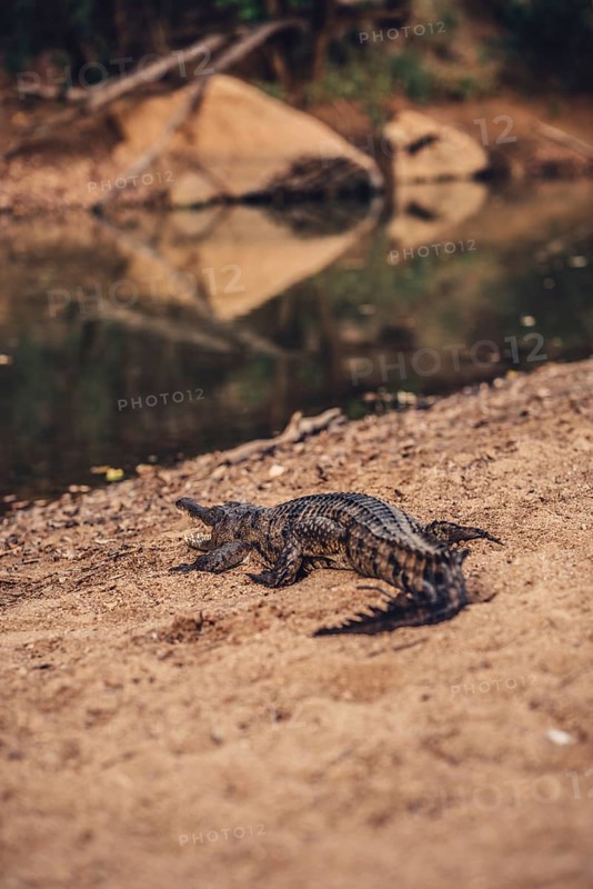 Special light atmosphere with crocodile in the outback in Windjana Gorge National Park in Australia