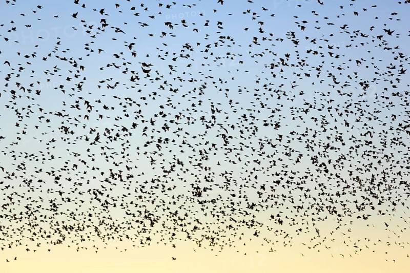A flock of soaring starlings (Sturnus vulgaris) in the evening sky, full-frame, Camargue Regional Natural Park, France