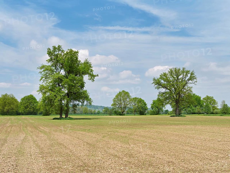 A group of English oaks (Quercus robur), standing in a field during leaf emergence, Siebeneichen nature reserve, Freiamt, Canton Aargau, Switzerland