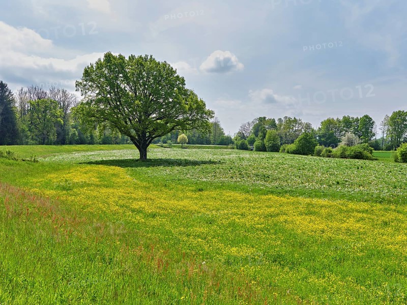 English oak (Quercus robur), in meadow of flowering buttercup, Freiamt, Canton Aargau, Switzerland