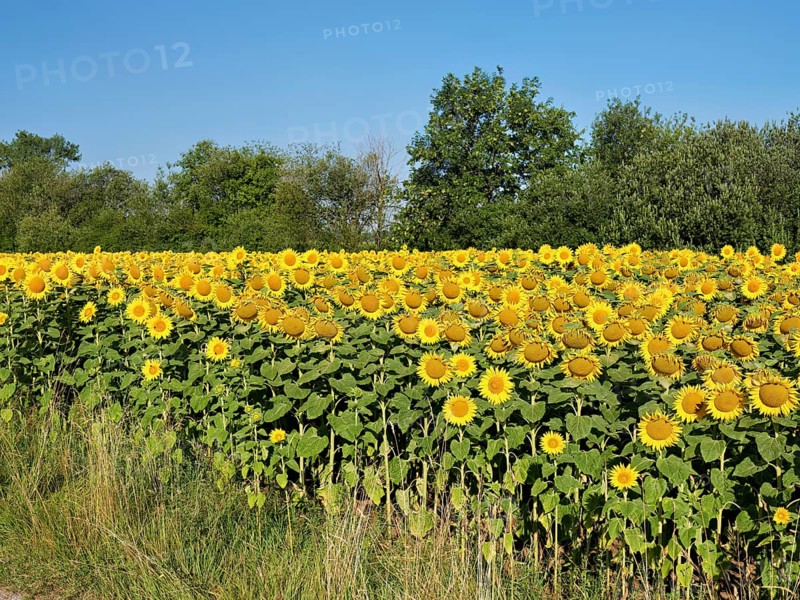 Field of flowering sunflowers (Helianthus annuus), Canton Zug, Switzerland
