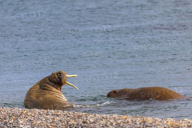 Two walruses (Rosmarus arcticus) in the water, Mammals (Mammalia), Eolusneset, Spitsbergen, Svalbard