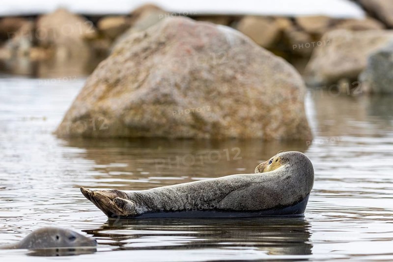 Harbour seal (Phoca vitulina) lying on a stone in the water, Mammals (Mammalia), Smeerenburgbreen, Spitsbergen, Svalbard