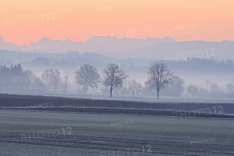 Meadows and trees in the early morning mist in the light of dawn, Reusstal, Aristau, Freiamt, Canton Aargau, Switzerland