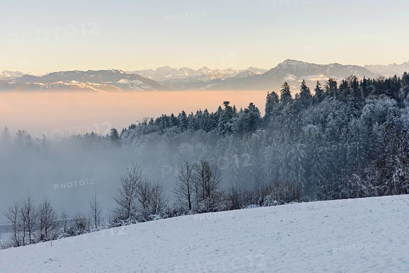 Freshly snow-covered forest, behind the Alps with Rigi, Horben, Freiamt, Canton Aargau, Switzerland