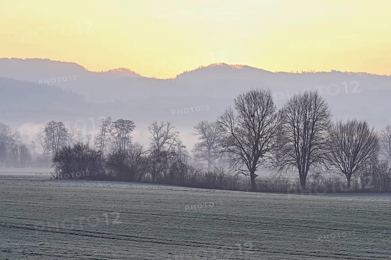 Meadows and trees in the early morning mist in the light of the rising sun, Reusstal, Aristau, Freiamt, Canton Aargau, Switzerland