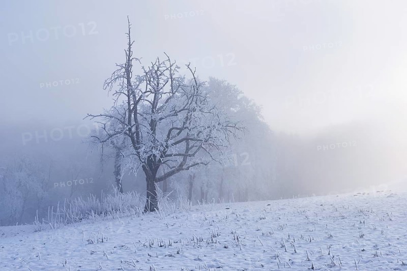 Shrubs and trees in hoarfrost and fog, Horben, Lindenberg, Freiamt, Canton Aargau, Switzerland
