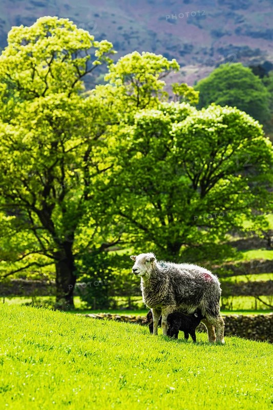 Sheep and farm in Lake District National Park, Coniston Water, Cumbria, England, United Kingdom