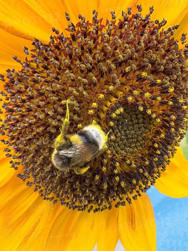 Bumblebee (Bombus) sits in flower of sunflower (Helianthus annuus) collects pollen and nectar has pollen on its body for pollination, International