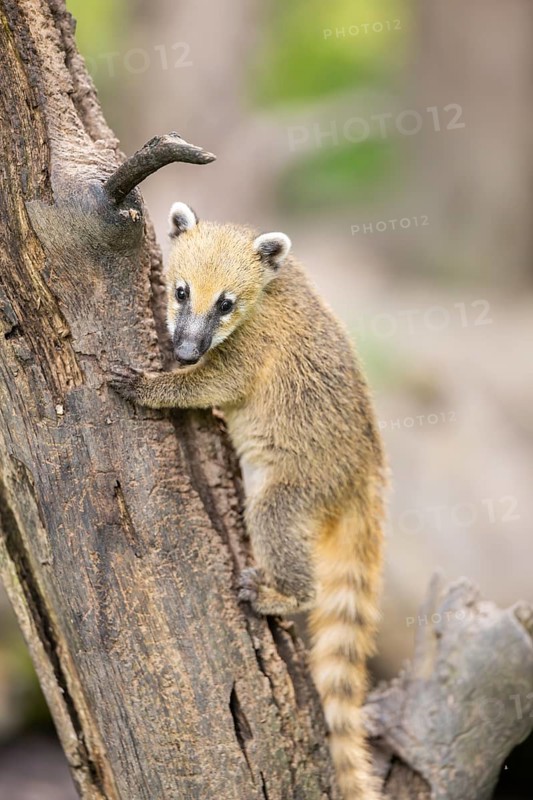 South American coati (Nasua nasua) youngster klimbing a little tree, captive, Zoo Augsburg
