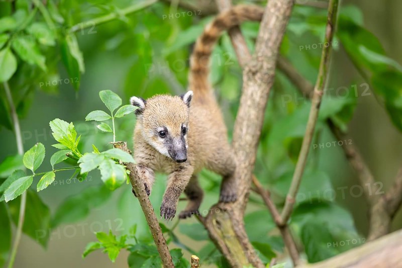 South American coati (Nasua nasua) youngster klimbing a little tree, captive, Zoo Augsburg