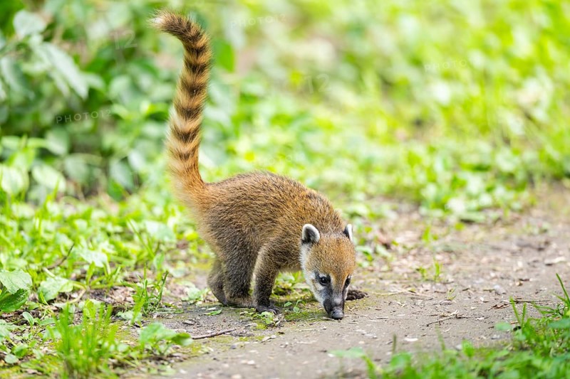 South American coati (Nasua nasua) youngster standing on the ground, captive, Zoo Augsburg