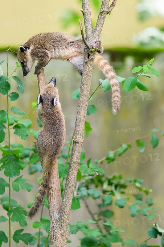 South American coati (Nasua nasua) youngsters klimbing in a tree, captive, Zoo Augsburg