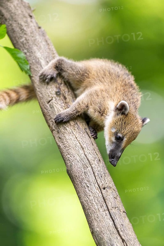 South American coati (Nasua nasua) youngster klimbing a little tree, captive, Zoo Augsburg