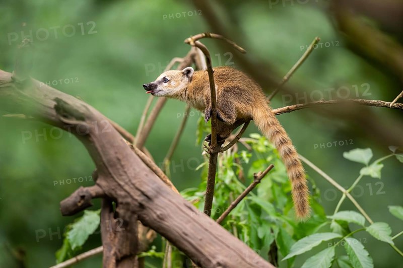 South American coati (Nasua nasua) youngster klimbing a little tree, captive, Zoo Augsburg