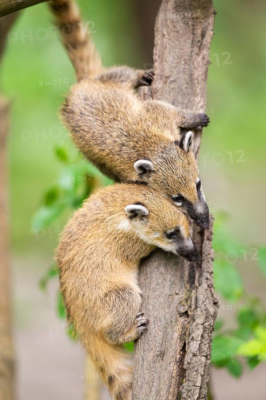 South American coati (Nasua nasua) youngsters klimbing in a tree, captive, Zoo Augsburg