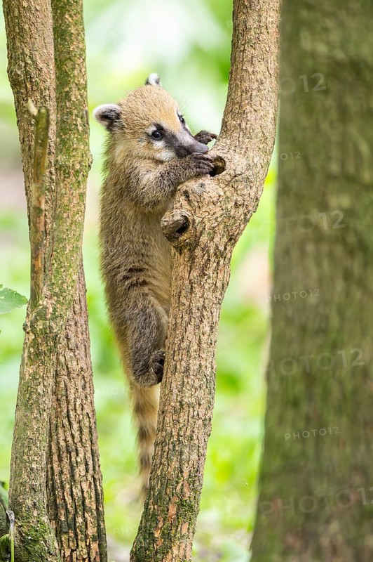South American coati (Nasua nasua) youngster klimbing a little tree, captive, Zoo Augsburg