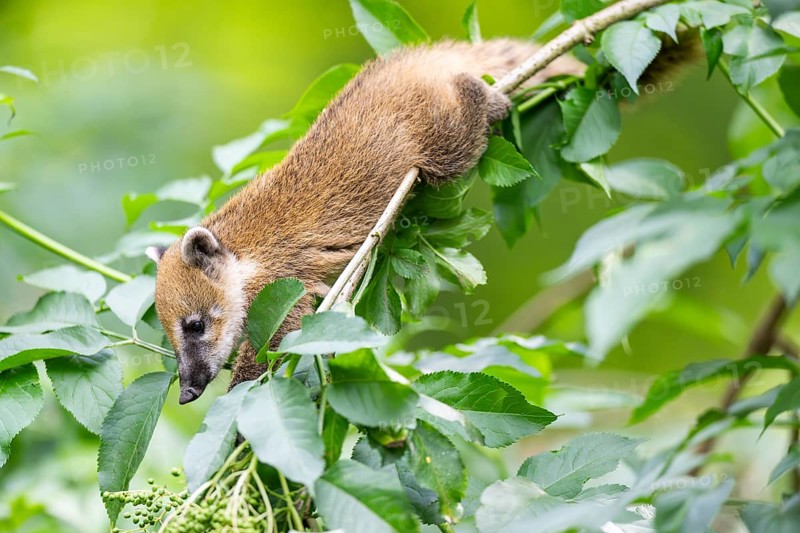 South American coati (Nasua nasua) youngster klimbing a little tree, captive, Zoo Augsburg