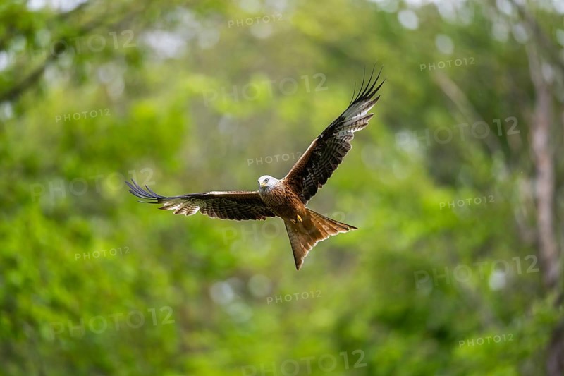 Red kite (Milvus milvus) flying in a forest in early summer, Bavaria, Germany