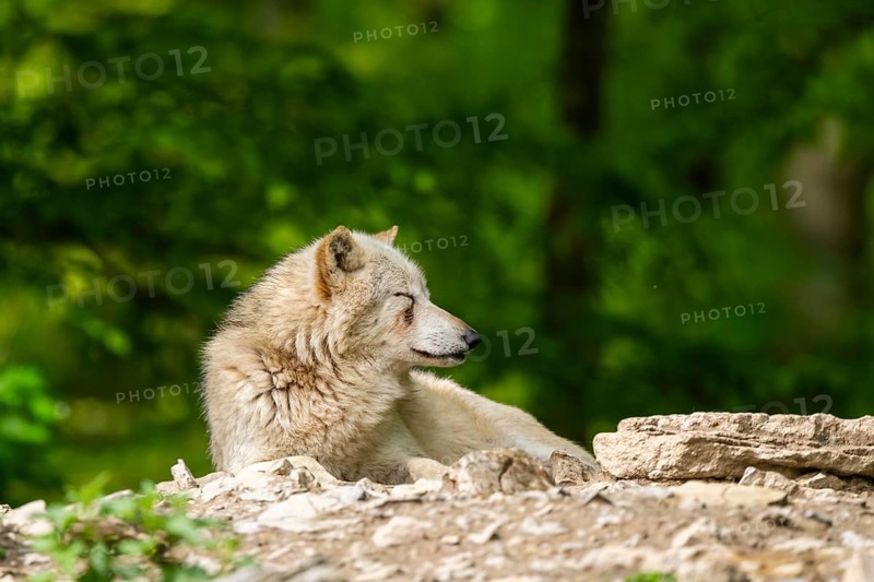 Eastern wolf (Canis lupus lycaon) lying on a little hill, Bavaria, Germany