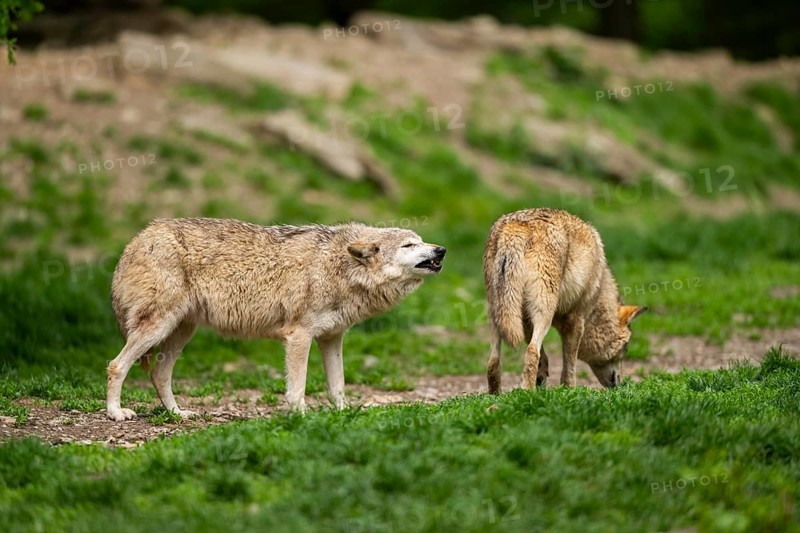 Eastern wolves (Canis lupus lycaon) standing on a meadow, Bavaria, Germany