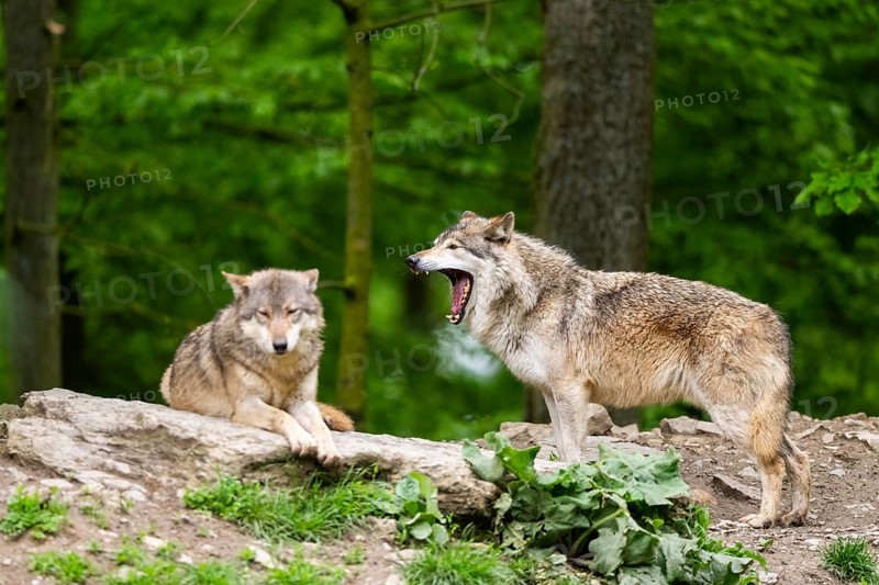 Eastern wolves (Canis lupus lycaon) on a little hill, Bavaria, Germany