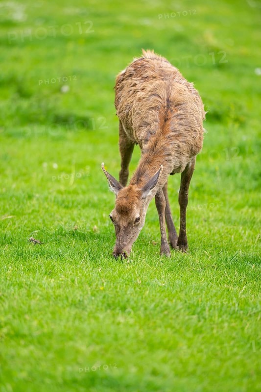 Red deer (Cervus elaphus) hind standing on a meadow, Bavaria, Germany
