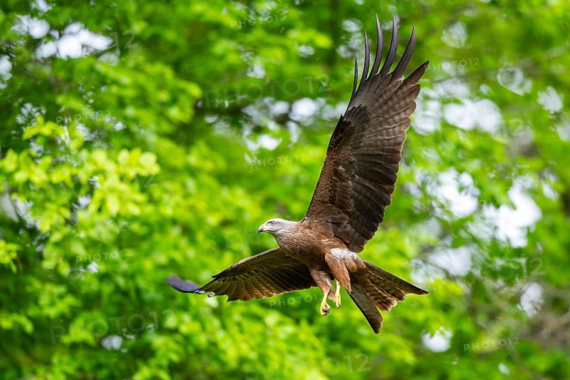 Black kite (Milvus migrans) flying in a forest in early summer, Bavaria, Germany