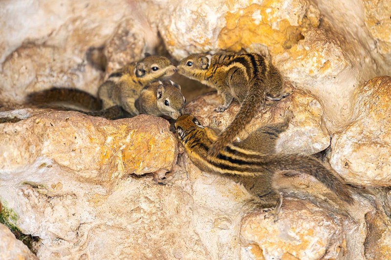 Eastern chipmunk (Tamias striatus), captive, Zoo Augsburg, Germany
