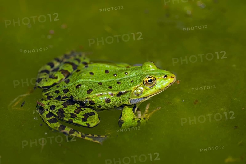 Edible frog (Pelophylax esculentus) in water, Bavaria, Germany