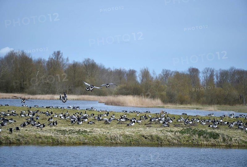 Barnacle geese, white-fronted geese, (Branta leucopsis) on the Katinger Watt, Schleswig-Holstein, Germany