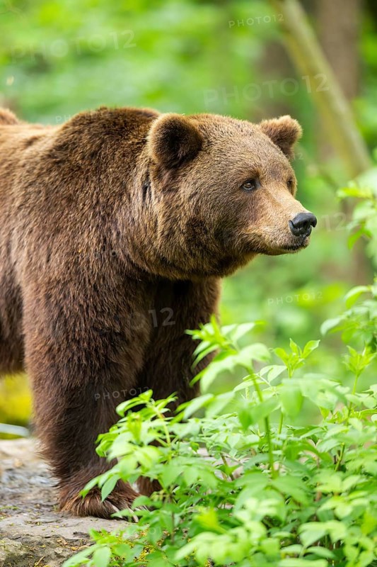 Brown bear (Ursus arctos) standing on a rock, Bavaria, Germany