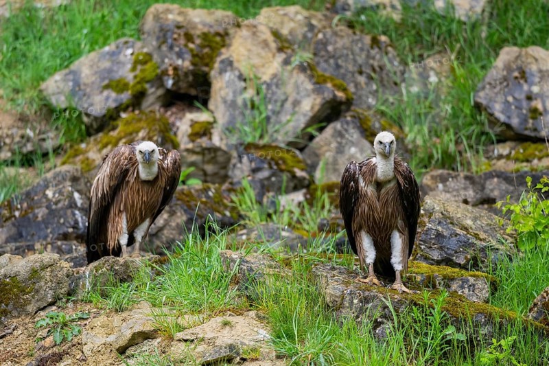 Eurasian griffon vulture (Gyps fulvus) on a rock, Bavaria, Germany