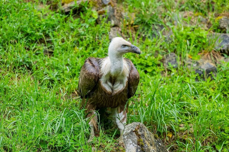 Eurasian griffon vulture (Gyps fulvus) on a meadow, Bavaria, Germany