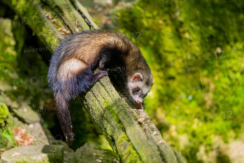 Ferret (Mustela putorius furo) on an old tree trunk, Bavaria, Germany