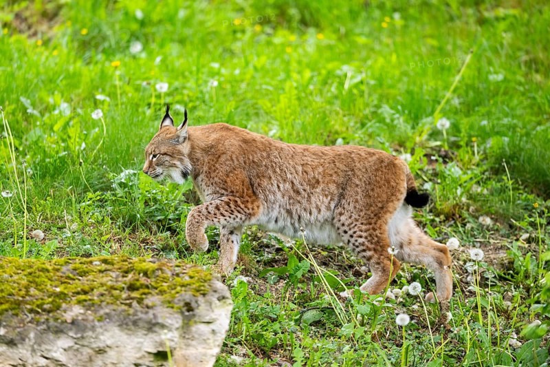 Eurasian lynx (Lynx lynx) walking in the grass, Bavaria, Germany
